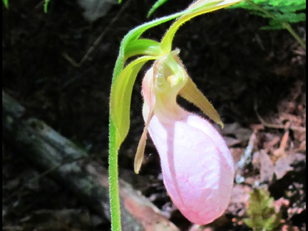 Adirondack Wildflowers:  Pink Lady's Slipper in bloom at the Paul Smiths VIC (3 June 2011)